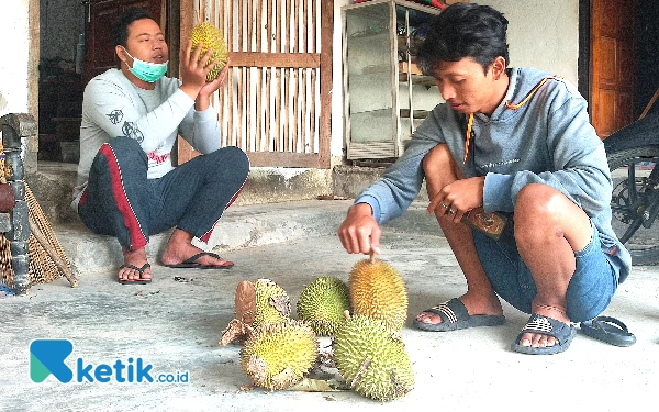 Musim Panen Durian di Pacitan Dimulai, Pendapatan Warga Meningkat