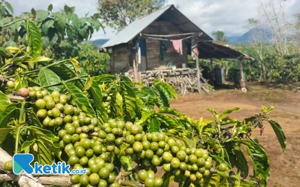 Thumbnail Berita - Harga Turun, Petani di Muara Enim Tetap Konsisten Jaga Kualitas Biji Kopi Hingga ke Konsumen