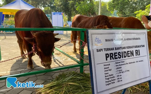 Thumbnail Berita - Disambut Karpet Merah, Sapi Kurban Presiden Jokowi  di MAS