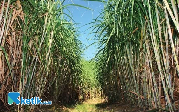 Produksi  Tebu dan Gula Jatim Tertinggi Nasional  Capai 49,55 Persen