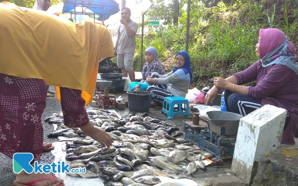 Fenomena Koyo Buat Ikan di Ranu Klakah Lumajang "Teler", Harga Langsung Anjlok