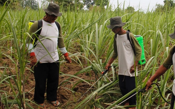 Ini Cara Khusus Pilih Benih Tebu Terbaik dari Disbun Jatim