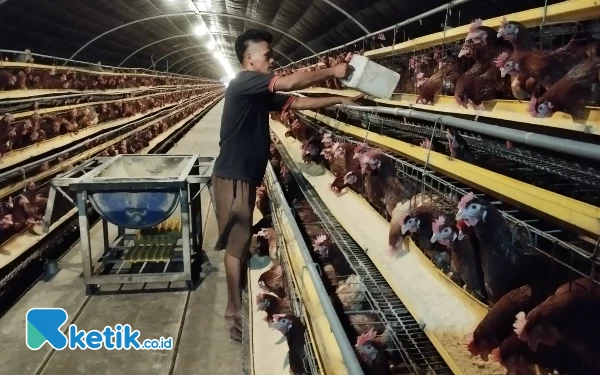 Thumbnail Berita - Rizky Sabil Peternak Ayam Jember Menjerit Harga Telur Anjlok, Tak Sebanding Biaya Produksi