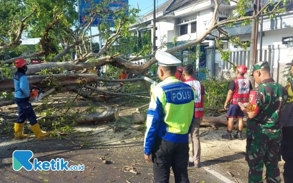 Thumbnail Berita - Dua Pengendara Motor Tewas Tertimpa Pohon Tumbang di Kabupaten Malang